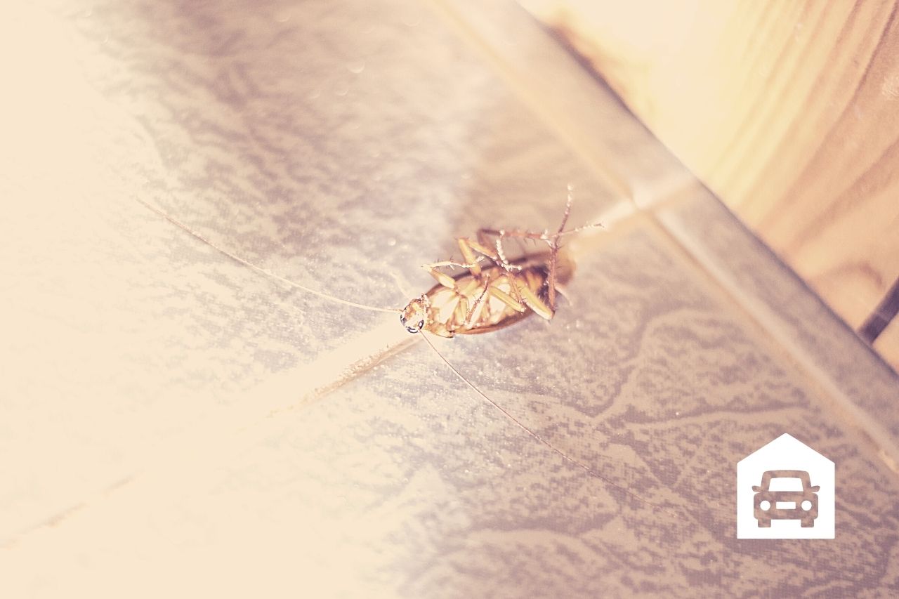 What Causes Roaches in a Garage