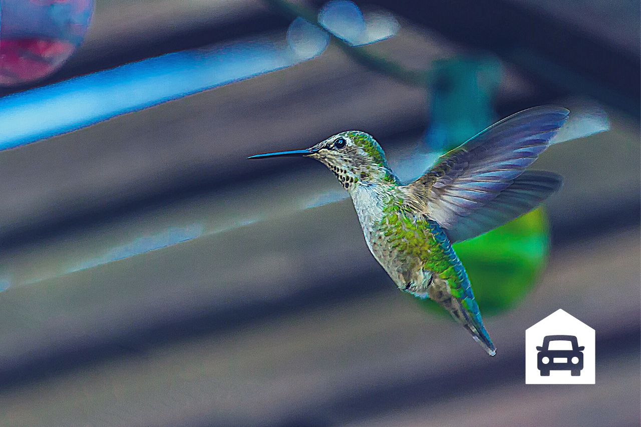 Why Do Hummingbirds Get Trapped In Garages